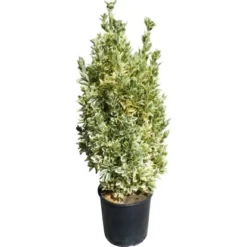 OBI Japanischer Spindelstrauch "Bravo" Höhe Ca. 90 Cm Topf Ca. 18 L Euonymus -Günstiges Heissner Geschäft 595430 4104 1