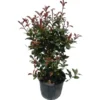 GROW By OBI Glanzmispel "Carré Rouge" Höhe Ca. 60 - 80 Cm Topf Ca. 15 L Photinia 2 GROW By OBI Glanzmispel "Carré Rouge" Höhe Ca. 60 - 80 Cm Topf Ca. 15 L Photinia -Günstiges Heissner Geschäft 595438 4104 1