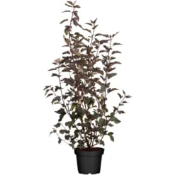 Fasanenspiere "Midnight" Weiß Höhe Ca. 50 - 60 Cm Topf Ca. 5 L Physocarpus