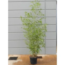 GROW By OBI Gold-Bambus Topf-Ø Ca. 26 Cm Phyllostachys -Günstiges Heissner Geschäft 621186 4104 1 1