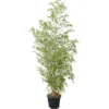 GROW By OBI Gold-Bambus Topf-Ø Ca. 26 Cm Phyllostachys