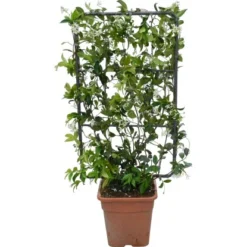 GROW By OBI Sternjasmin Höhe Ca. 90 Cm Topf Ca. 18 L Rhyncospermum Jasminoides -Günstiges Heissner Geschäft 621248 4104 1