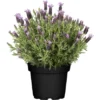 Schopflavendel "Nuance" Hell-Violett Topf-Ø Ca. 18 Cm Lavandula Stoechas -Günstiges Heissner Geschäft 628797 3358 1