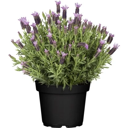 Schopflavendel "Nuance" Hell-Violett Topf-Ø Ca. 18 Cm Lavandula Stoechas 3 Schopflavendel "Nuance" Hell-Violett Topf-Ø Ca. 18 Cm Lavandula Stoechas