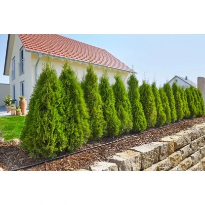 Gardena MDS Start-Set Pflanzreihen M 4 Gardena MDS Start-Set Pflanzreihen M – Bild 2