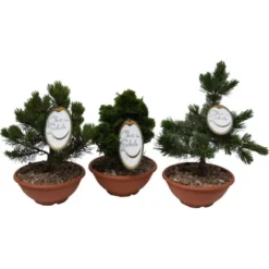 Edelgehölz "Chic In Schale" Höhe Ca. 10 - 20 Cm Topf Ca. 2 L