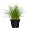 GROW By OBI Rasen-Schmiele Topf-Ø Ca. 19 Cm Deschampsia Cespitos 1 GROW By OBI Rasen-Schmiele Topf-Ø Ca. 19 Cm Deschampsia Cespitos -Günstiges Heissner Geschäft 640625 3358 01
