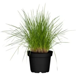 GROW By OBI Rasen-Schmiele Topf-Ø Ca. 19 Cm Deschampsia Cespitos
