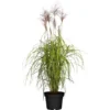 GROW By OBI Chinaschilf "Red Chief" Topf-Ø Ca. 19 Cm Miscanthus Sinensis