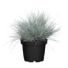 GROW By OBI Blauschwingel "Cool As Ice" Topf-Ø Ca. 19 Dekogras Festuca Glauca