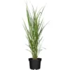 GROW By OBI Chinaschilf Topf-Ø Ca. 19 Dekogras Miscanthus Giganteus -Günstiges Heissner Geschäft 643838 3358 01