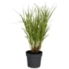 GROW By OBI Zebraschilf "Strictus" Topf-Ø Ca. 19 Cm Dekogras Miscanthus Sinensis -Günstiges Heissner Geschäft 643874 3358 01