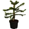 OBI Chilenische Schmucktanne Höhe Ca. 20 - 30 Cm Topf Ca. 3 L Araucaria -Günstiges Heissner Geschäft 6499396 3358 1