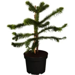 OBI Chilenische Schmucktanne Höhe Ca. 20 - 30 Cm Topf Ca. 3 L Araucaria