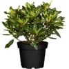 OBI Rhododendron "Goldflimmer" Rosa Höhe 30 - 40 Cm Topf Ca. 5 L -Günstiges Heissner Geschäft 6508964 3358 1
