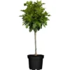 GROW By OBI Kugel-Sumpfeiche "Green Dwarf" Stamm Ca. 100 - 120 Cm Topf Ca. 12 L