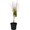 GROW By OBI Fächerahorn "Bi Hoo" Ca. 40 - 60 Cm Topf Ca 6,5 L Acer Platanoides -Günstiges Heissner Geschäft 656337 3358 2