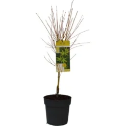 GROW By OBI Fächerahorn "Bi Hoo" Ca. 40 - 60 Cm Topf Ca 6,5 L Acer Platanoides