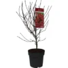 GROW By OBI Fächerahorn "Shaina" Höhe Ca. 40-50 Cm Topf Ca. 3 L Acer Platanoides