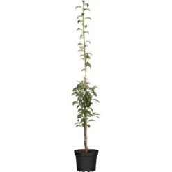 GROW By OBI Bio Säulenbirne Gelb/Rot Ca. 40-60 Cm Topf Ca. 7,5 L Pyrus Communis