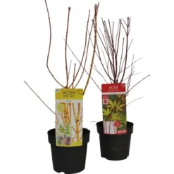 GROW By OBI Fächerahorn "Sangokaku" Höhe Ca.40 - 60 Cm Topf Ca. 3 L