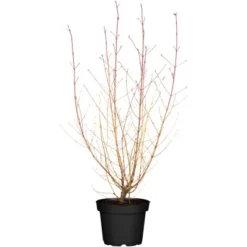 Roter Hartriegel "Midwinter Fire" Weiß Höhe Ca. 40 50 Cm Container Ca. 4,6 L