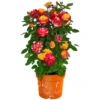 GROW By OBI Rose Gelb-Pink "Planters Punch" Höhe Ca. 20 - 30 Cm Topf Ca. 6 L
