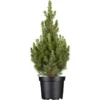 OBI Zuckerhutfichte "Conica" Höhe Ca. 50 - 60 Cm Topf Ca. 5 L Picea -Günstiges Heissner Geschäft 6602205 3358 1