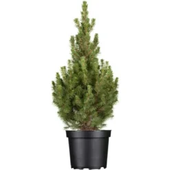 OBI Zuckerhutfichte "Conica" Höhe Ca. 50 - 60 Cm Topf Ca. 5 L Picea