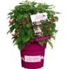 GROW By OBI Brombeere "Lucky Berry" Höhe Ca. 40 - 60 Cm Topf Ca. 4,6 L -Günstiges Heissner Geschäft 664703 3358 1