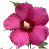 GROW By OBI Hibiskus "Flower Tower Ruby" Höhe Ca. 40 - 60 Cm Topf Ca. 6 L -Günstiges Heissner Geschäft 664705 3358 1