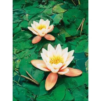 OBI Seerose "Aurora" Kupfer Topf-Ø Ca. 11 Cm Nymphea 3 OBI Seerose "Aurora" Kupfer Topf-Ø Ca. 11 Cm Nymphea