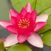Zwergseerose "Pyg Rubra" Rot Topf-Ø Ca. 11 Cm Nymphea -Günstiges Heissner Geschäft 668194 picture 1