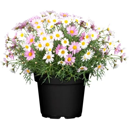 GROW By OBI Strauchmargerite Farbmix Topf-Ø Ca. 18 Cm Argyranthemum Frutescens 3 GROW By OBI Strauchmargerite Farbmix Topf-Ø Ca. 18 Cm Argyranthemum Frutescens