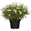 GROW By OBI Strauchmargerite Weiß Topf-Ø Ca. 18 Cm Argyranthemum Frutescens 1 GROW By OBI Strauchmargerite Weiß Topf-Ø Ca. 18 Cm Argyranthemum Frutescens -Günstiges Heissner Geschäft 673046 3358 01
