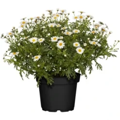 GROW By OBI Strauchmargerite Weiß Topf-Ø Ca. 18 Cm Argyranthemum Frutescens