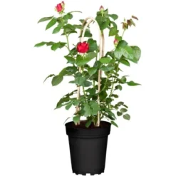 Edelrose Rot Höhe Ca. 20 - 30 Cm Topf Ca. 4,6 L Rosa Hybride