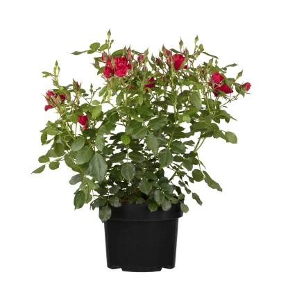 Duftrose Rot Höhe Ca. 20 - 30 Cm Topf Ca. 4,6 L Rosa Hybride 3 Duftrose Rot Höhe Ca. 20 - 30 Cm Topf Ca. 4,6 L Rosa Hybride