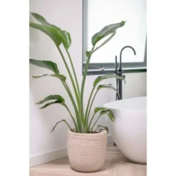 Capi Übertopf "Kugel Waste Rib NL" Terrazzo Beige 35 X 34 Cm 9 Capi Übertopf "Kugel Waste Rib NL" Terrazzo Beige 35 X 34 Cm -Günstiges Heissner Geschäft 674997 4091 04