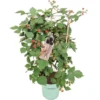 Brombeere "Loch Ness" Schwarz Höhe Ca. 40 - 50 Cm Topf Ca. 17 L Rubus -Günstiges Heissner Geschäft 720890 4333 1