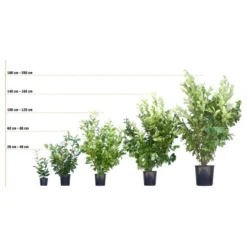 Hainbuche Set à 40 Stück Höhe Ca. 125 - 150 Cm Topf Ca. 5 L Carpinus Betulus -Günstiges Heissner Geschäft 72246 3358 kirschlorbeer 3 17