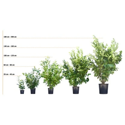 GROW By OBI Glanzmispel "Pink Marble" Höhe Ca. 30 - 40 Cm Topf Ca. 5 L Photinia 8 GROW By OBI Glanzmispel "Pink Marble" Höhe Ca. 30 - 40 Cm Topf Ca. 5 L Photinia – Bild 6