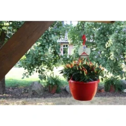 Blu Chili-Ampel "Schwarze Perle" Topf-Ø Ca. 27 Cm Capsicum -Günstiges Heissner Geschäft 7275522 3358 2