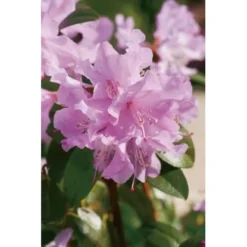 Vorfrühlings-Rhododendron "Praecox" Lila Höhe Ca. 30 - 40 Cm Topf Ca. 4 L -Günstiges Heissner Geschäft 728 Rhododendron Praecox 2