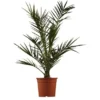 Kanarische Dattelpalme Höhe Ca. 65 Cm Topf-Ø Ca. 14 Cm Phoenix Canariensis 2 Kanarische Dattelpalme Höhe Ca. 65 Cm Topf-Ø Ca. 14 Cm Phoenix Canariensis -Günstiges Heissner Geschäft 729810 3358 1