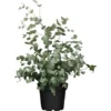 Eukalyptus "Silbertropfen" Höhe Ca. 25 - 30 Cm Topf Ca. 3 L Eucalyptus Gunnii -Günstiges Heissner Geschäft 730207 3358 01