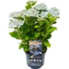 Bauernhortensie "Kassiopeia" Blau Höhe Ca. 30 Cm - 40 Cm Topf Ca. 5 L