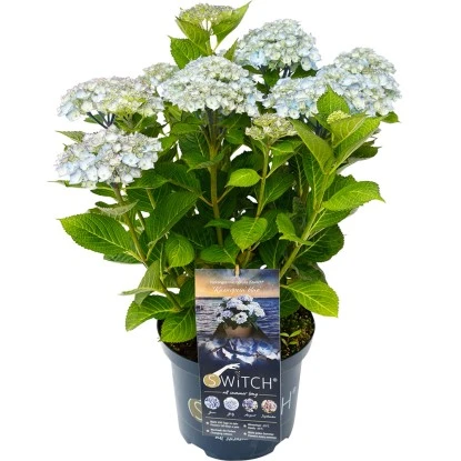 Bauernhortensie "Kassiopeia" Blau Höhe Ca. 30 Cm - 40 Cm Topf Ca. 5 L 3 Bauernhortensie "Kassiopeia" Blau Höhe Ca. 30 Cm - 40 Cm Topf Ca. 5 L