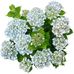 Bauernhortensie "Kassiopeia" Blau Höhe Ca. 30 Cm - 40 Cm Topf Ca. 5 L 5 Bauernhortensie "Kassiopeia" Blau Höhe Ca. 30 Cm - 40 Cm Topf Ca. 5 L -Günstiges Heissner Geschäft 730301 3358 02