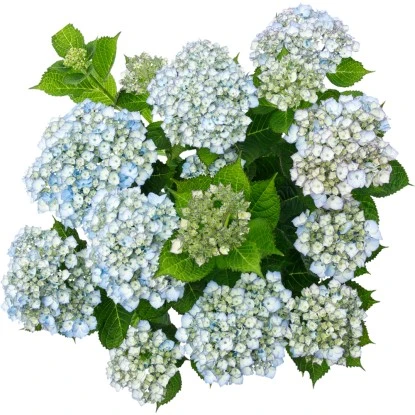 Bauernhortensie "Kassiopeia" Blau Höhe Ca. 30 Cm - 40 Cm Topf Ca. 5 L 4 Bauernhortensie "Kassiopeia" Blau Höhe Ca. 30 Cm - 40 Cm Topf Ca. 5 L – Bild 2